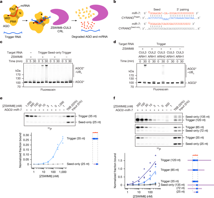 The E3 ubiquitin ligase mechanism specifying targeted microRNA degradation - Nature