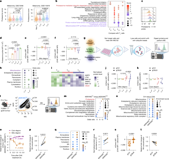 Proteasome-guided haem signalling axis contributes to T cell exhaustion - Nature