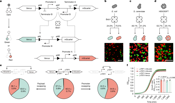 Synthetic circuits for cell ratio control - Nature