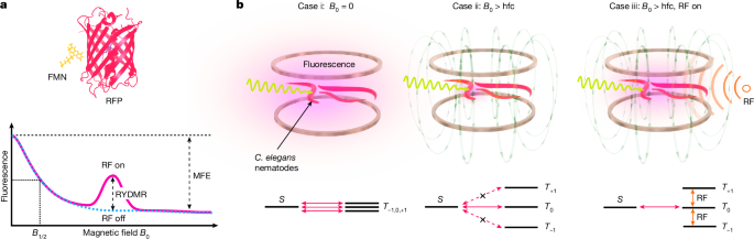 Magnetic resonance control of spin-correlated radical pair dynamics in vivo - Nature
