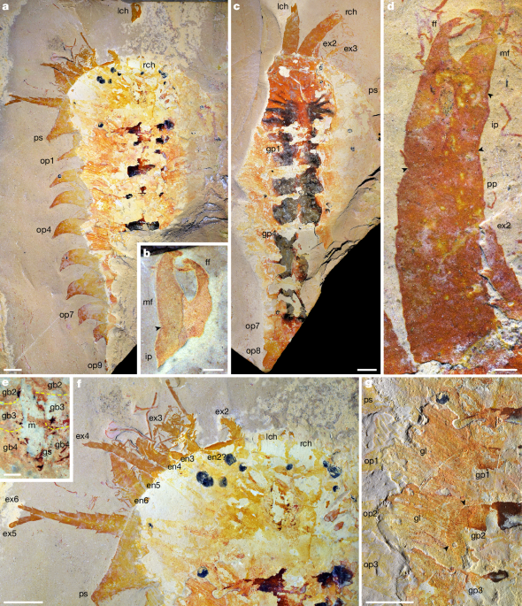 A chelicera-bearing arthropod reveals the Cambrian origin of chelicerates - Nature