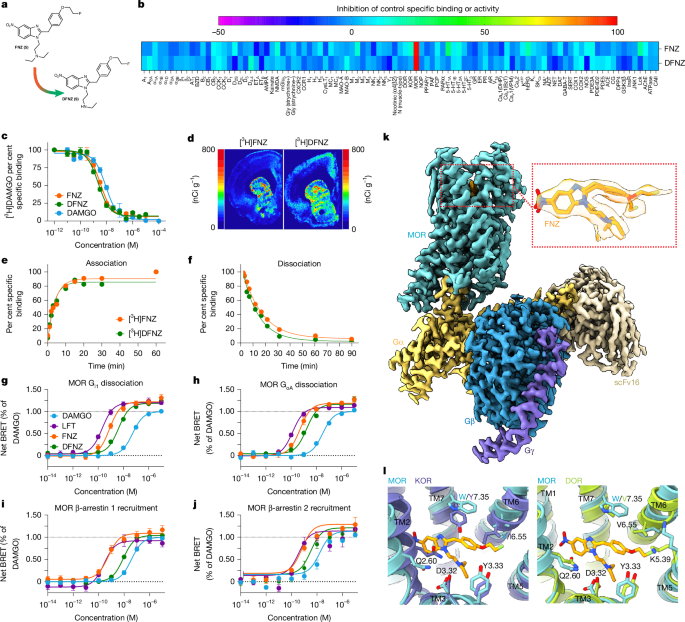 A µ-opioid receptor superagonist analgesic with minimal adverse effects - Nature