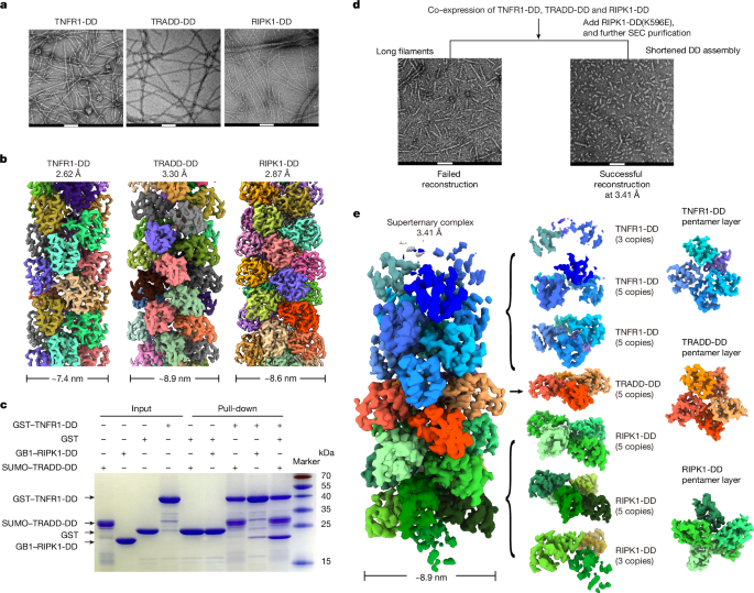 Electric dipole moment drives the dynamics of the TNFR1 complex I signalosome - Nature