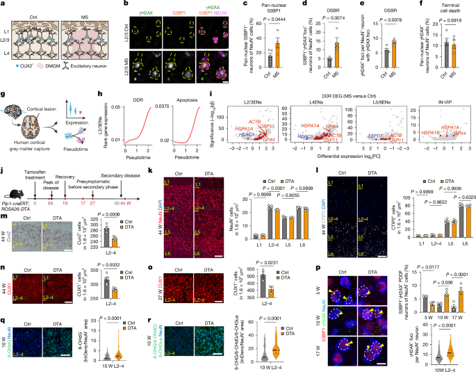 DNA damage burden causes selective CUX2 neuron loss in neuroinflammation - Nature