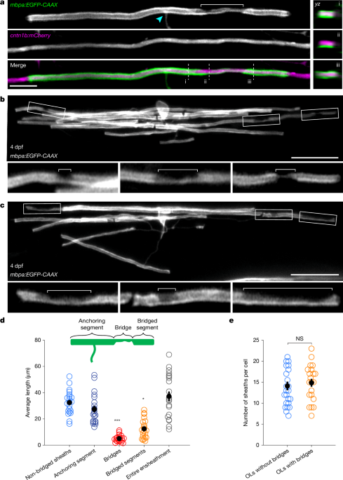 Flexible ensheathment of axons enables myelination of complex CNS networks - Nature