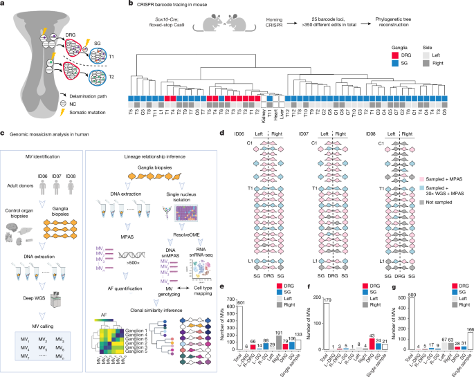 Developmental organization of sensory and sympathetic ganglia - Nature