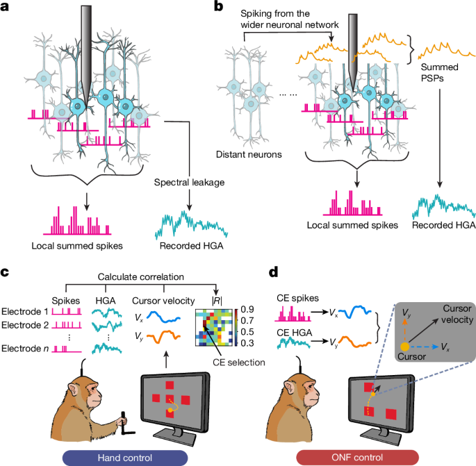 Active dissociation of intracortical spiking and high gamma activity - Nature