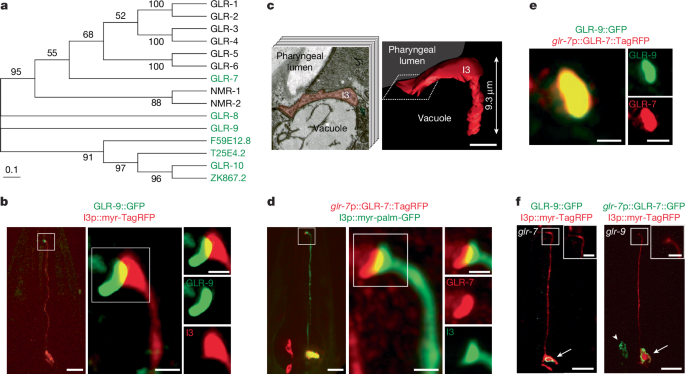 An enteric neuron ionotropic receptor regulates salt stress resistance - Nature