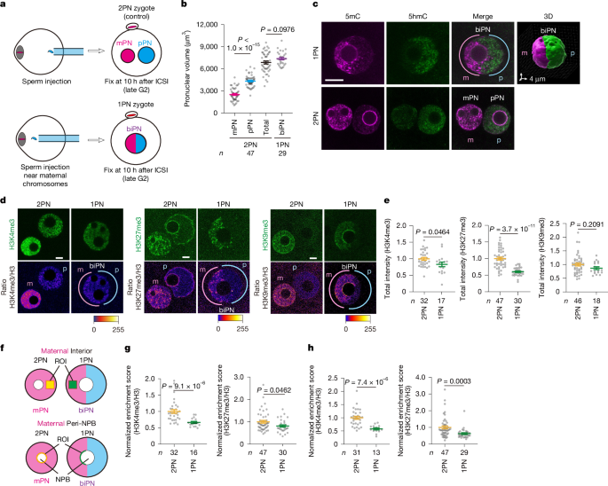 Cytoplasmic competition between separate parental pronuclei in zygotes