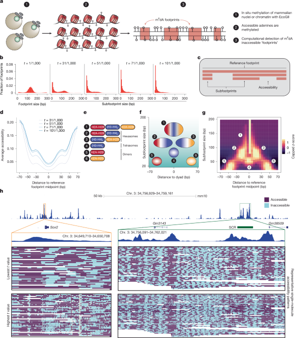 Pervasive and programmed nucleosome distortion on single chromatin fibres