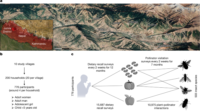 Pollinators support the nutrition and income of vulnerable communities