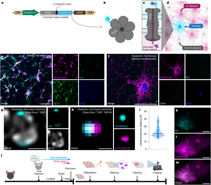 Astrocytes connect specific brain regions through plastic networks