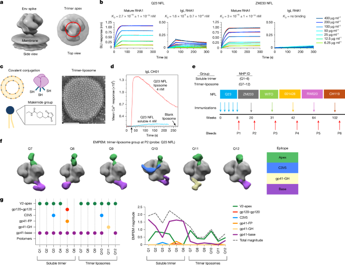 Vaccination generates broadly cross-neutralizing antibodies to the HIV Env apex