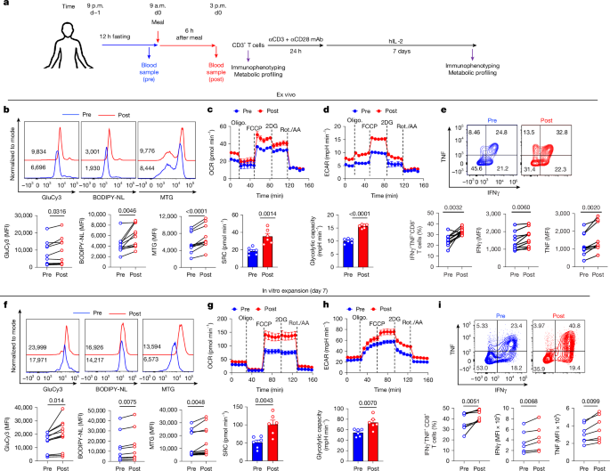 Postprandial lipid metabolism durably enhances T cell immunity
