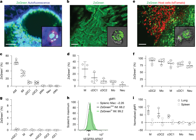 Submicrometre sampling of living cells by macrophages