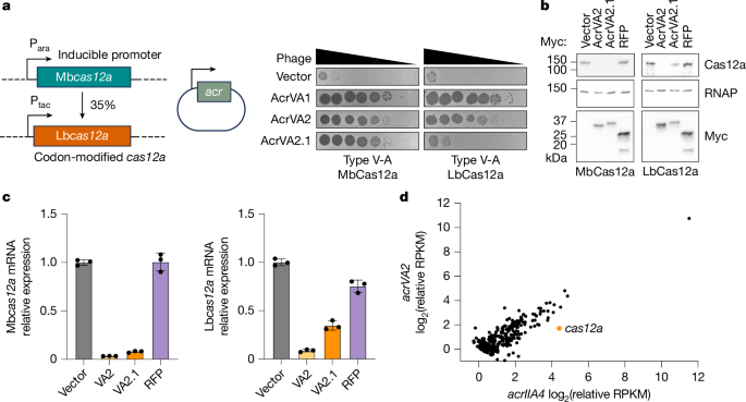 Translation-dependent degradation of <i>cas12</i> mRNA triggered by an anti-CRISPR