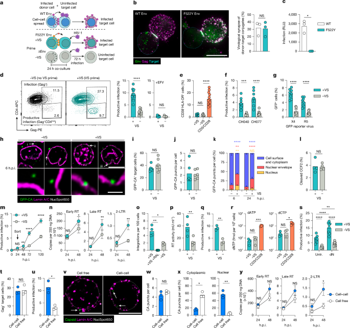 HIV-1 signalling remodels nuclear pores to licence infection
