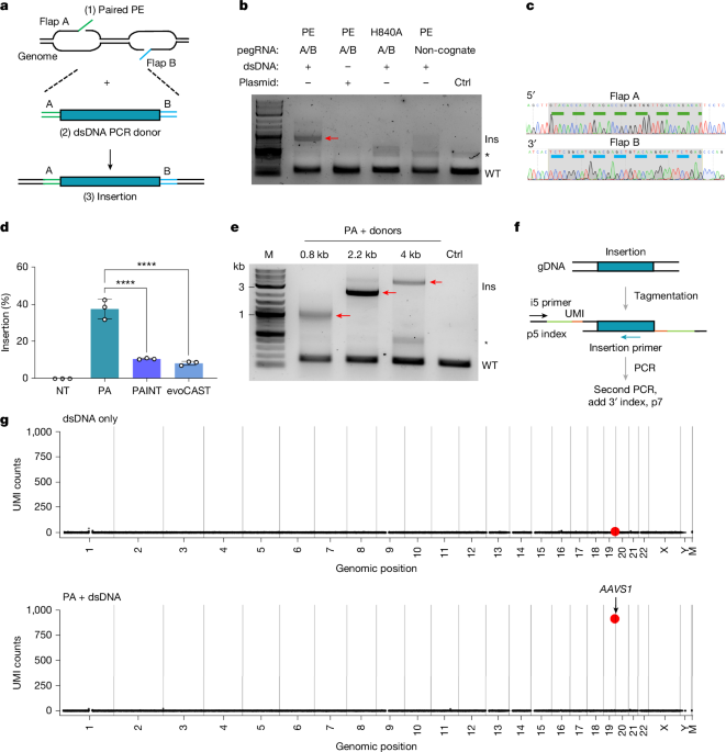 Prime assembly with linear DNA donors enables large genomic insertions