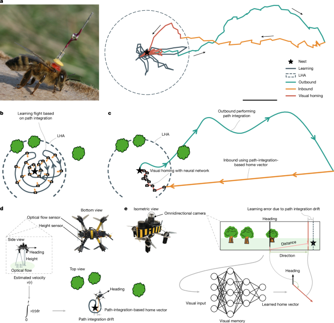 Efficient robot navigation inspired by honeybee learning flights - Nature