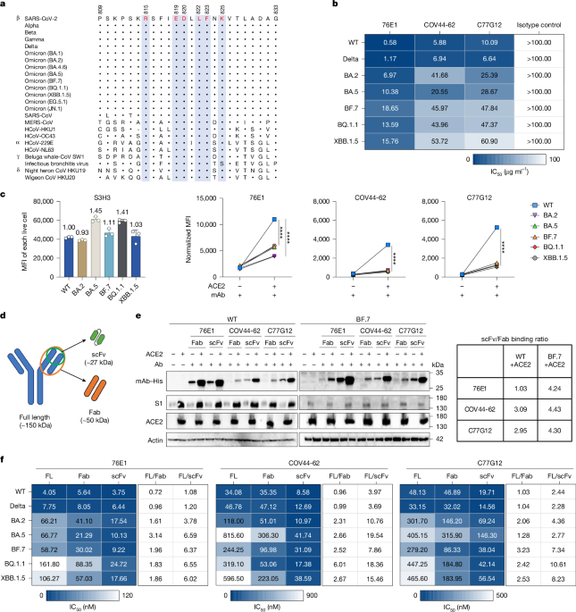 Steric hindrance of antibody binding in an Omicron spike fusion intermediate