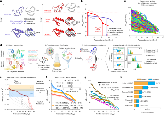 Large-scale discovery, analysis and design of protein energy landscapes