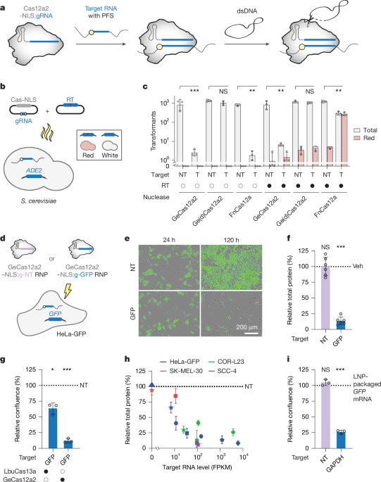 RNA-triggered cell killing with CRISPR–Cas12a2