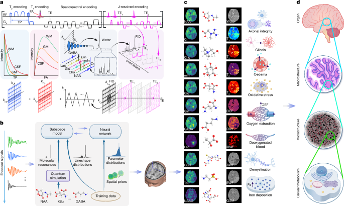 Multiplexed magnetic resonance imaging