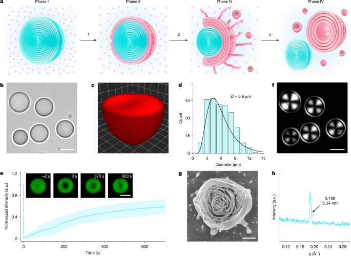 Asymmetric splitting in dividing lipid-nucleotide multilamellar droplets