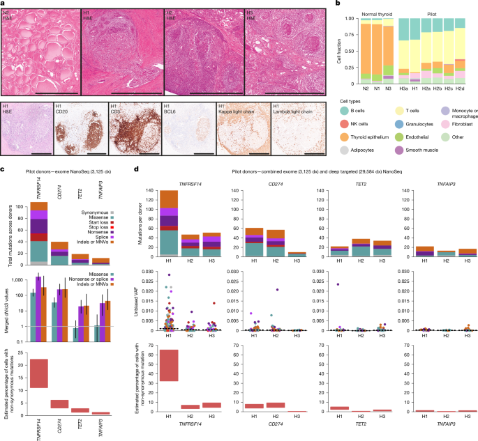 Polyclonal selection of immune checkpoint mutations in thyroid autoimmunity - Nature