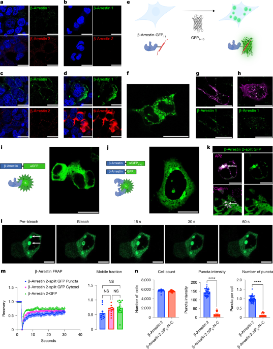 Arrestin Breakthrough: Unlocking GPCR Function with Condensates