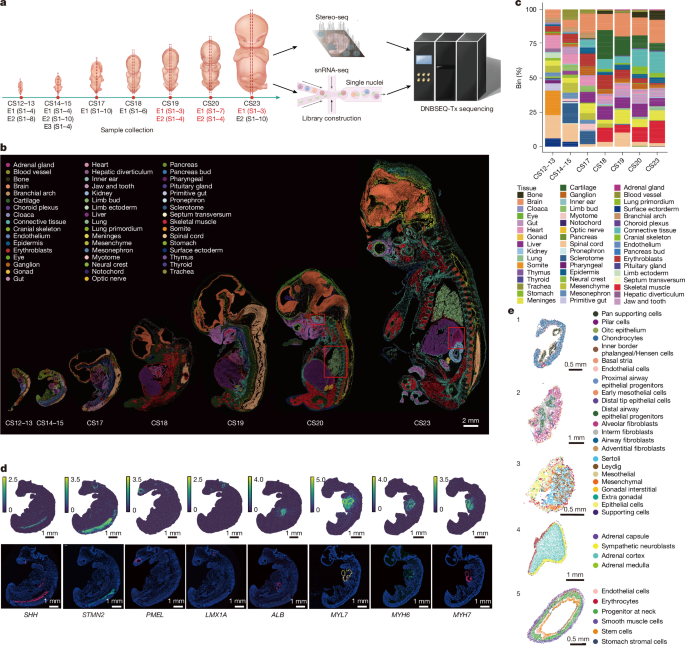 Spatiotemporal transcriptome atlas of human embryos after gastrulation