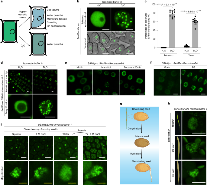Cellular water-potential sensing through biomolecular condensation - Nature
