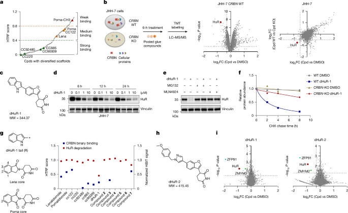 Molecular glue degraders of HuR suppress BRAF-mutant colorectal cancer