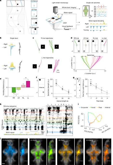 A thalamus–brainstem attractor network drives history-biased decisions
