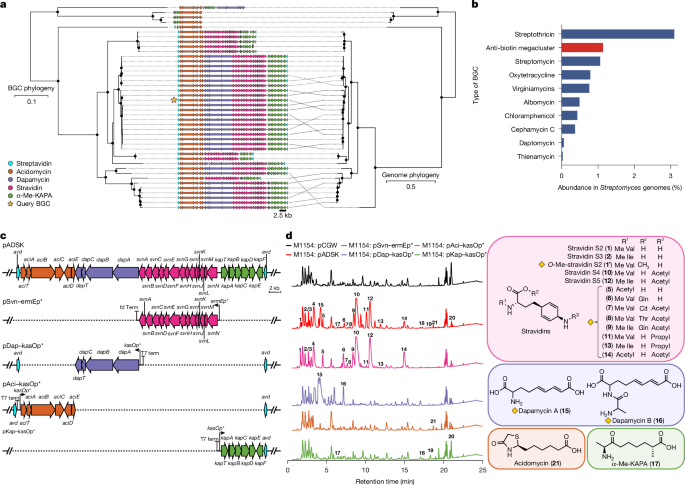 A <i>Streptomyces</i> megacluster encodes synergistic biotin-targeting antibiotics
