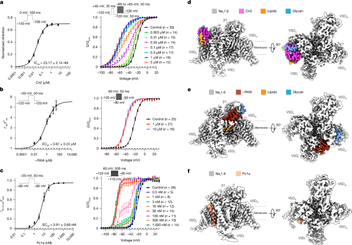 Diverse binding poses of agonistic neurotoxins on human Na<sub>v</sub>1.6