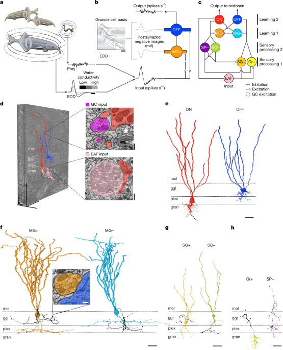 Connectome analysis of a cerebellum-like circuit for sensory prediction