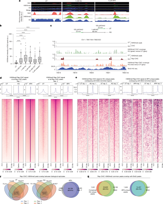 Replication-stress-induced chromatin loops protect fork stability