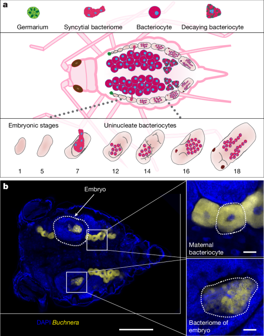 A secreted endosymbiont protein essential for colonizing host cells