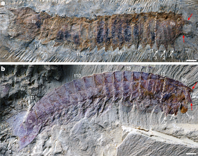 <i>Urokodia</i> sheds light on the origin of chelicerae and book gills of Chelicerata