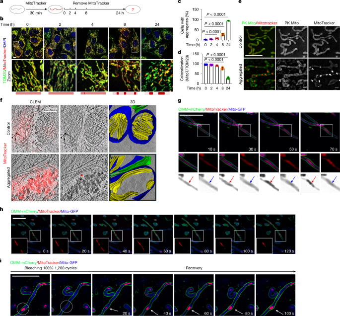 GRP75-dependent SIMPA mediates inter-organellar quality control