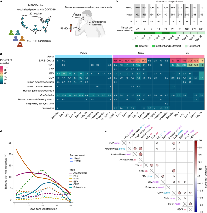 Virus reactivation in acute and long COVID-19