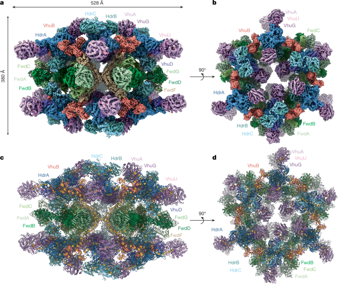Architecture of the 8 MDa Hdr–Vhu–Fwd super-assembly in class I methanogens