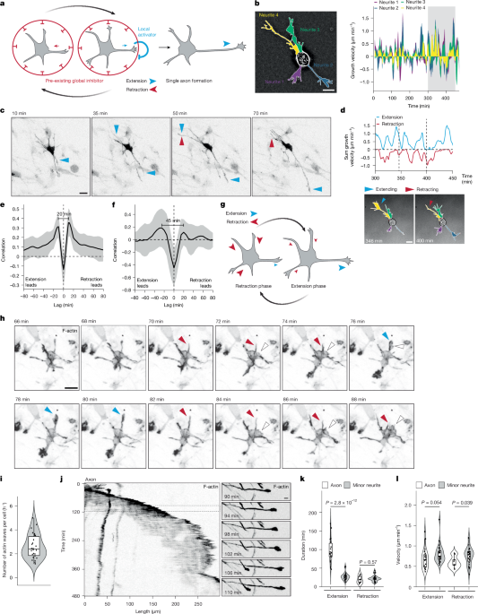 An intrinsic cytoskeletal oscillator establishes neuronal polarity