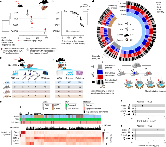 Genetic background sets the trajectory of experimental cancer evolution