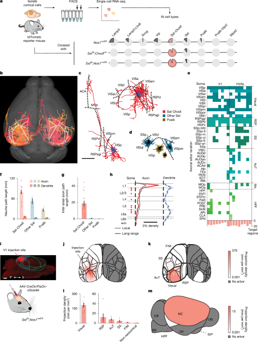 Neocortical long-range inhibition promotes cortical synchrony and sleep