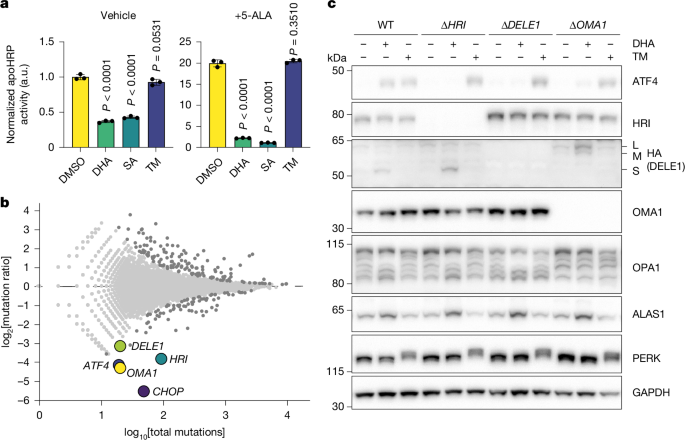 An ancient mitochondrial program tunes translation to haem availability