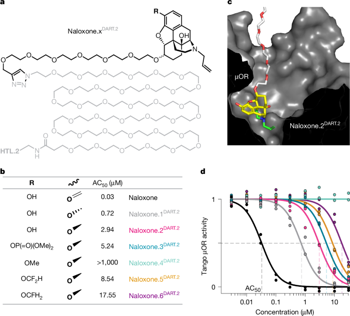 A cholinergic hub in the nucleus accumbens gates opioid-reward learning