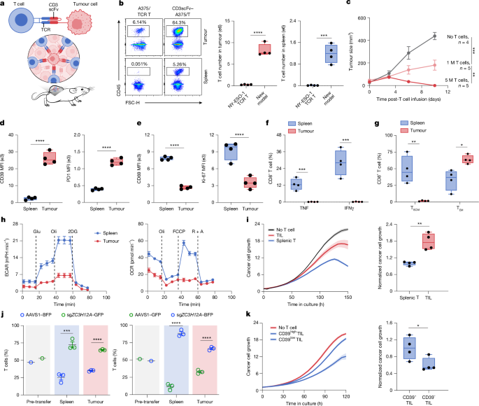 In vivo genome-wide CRISPR screens of human T cells in solid tumours