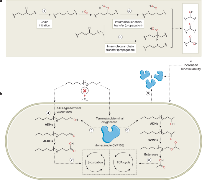 Assessing biological degradation of non-hydrolysable synthetic polymers